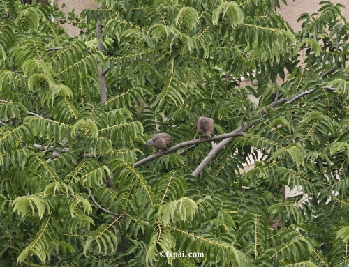 窗外的朱颈斑鸠