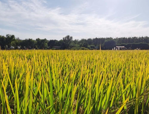 “十一”假期北京遛娃（29日-1日）汽车博物馆、三元科技农场
