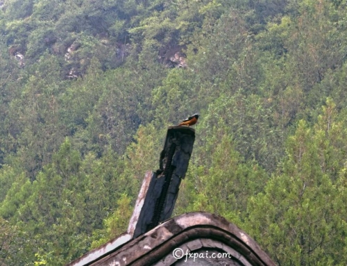 银狐洞及北红尾鸲