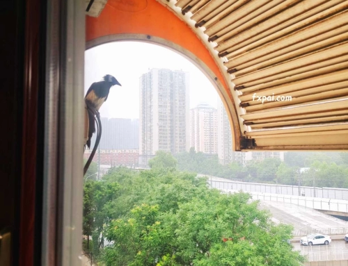 白头鹎檐下避雨